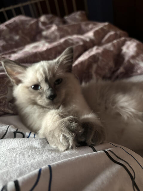 look at my claws mom