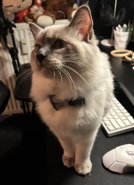 distinguished gentleman