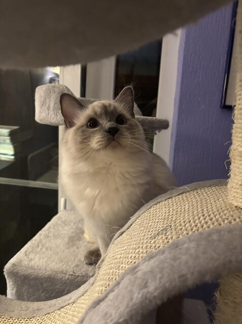 taken before he pounced on his toy