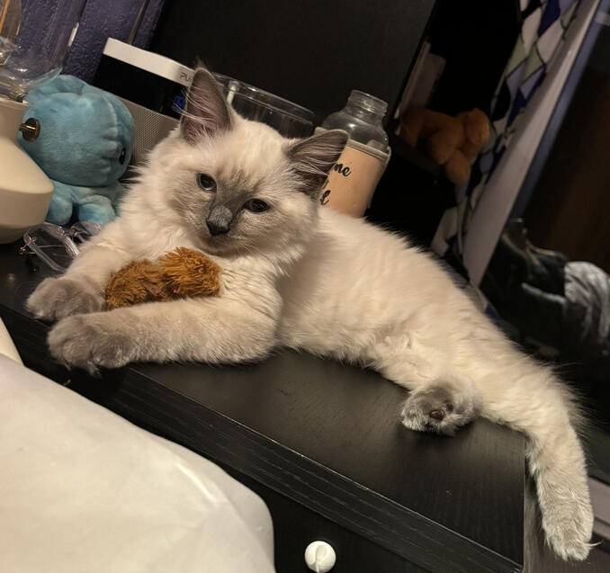 I would like to play