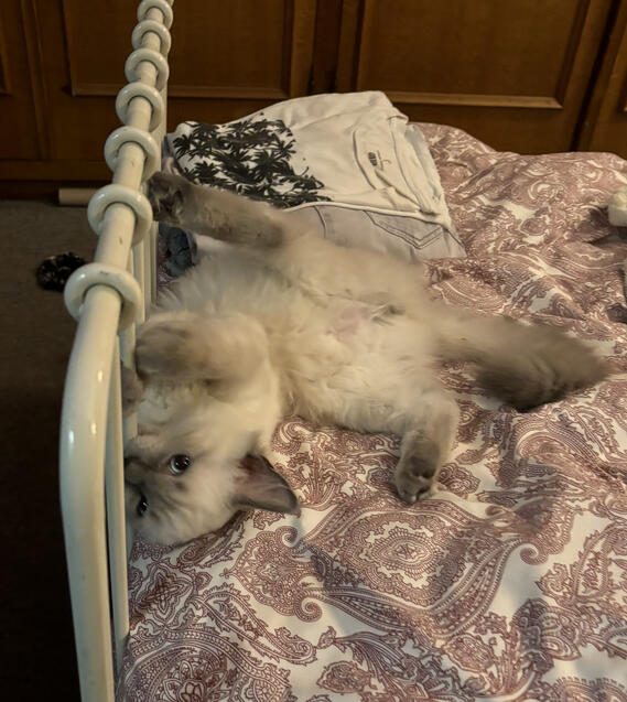 WHY IS THIS BEDFRAME SO TASTY???